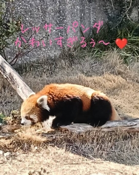 東山動植物園に行きました♪　さあや♪