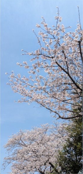 綺麗でした！。。。☆みらい