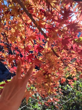 本日出勤と21日お礼 さくら♪