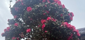 凍てますね。。。