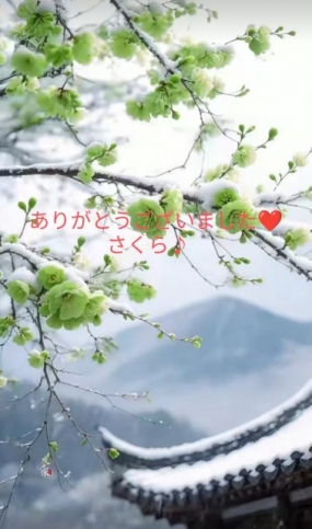 8日お礼 出勤予定 さくら♪