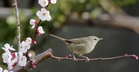 ありがとう御座います