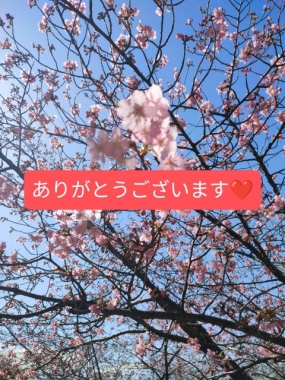 15日お礼 出勤予定 さくら♪