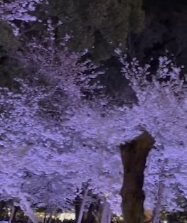 こい　