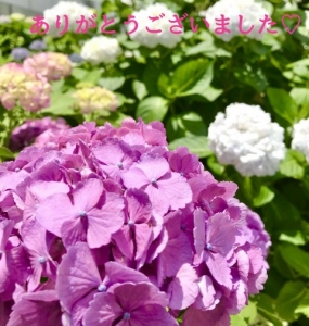 ちなみ 26日のお礼♪